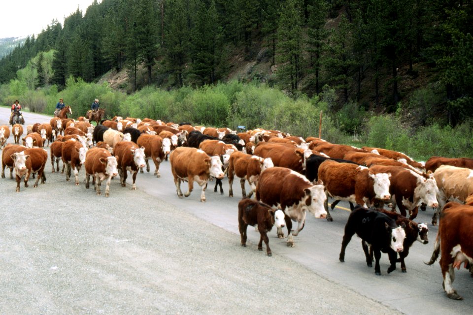 Livestock25.tif