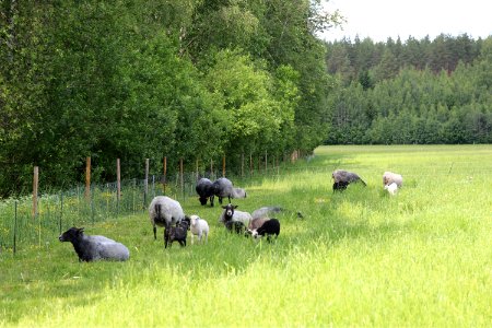 Tiirinkoski, Hämeenlinna