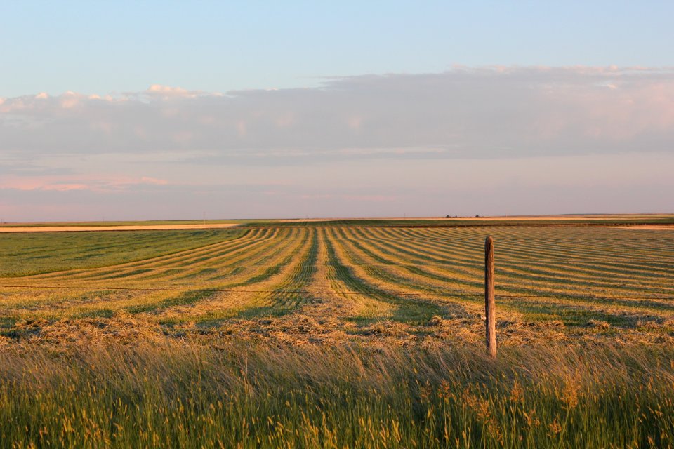 Farms DF01.jpg