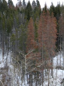 Trees60.jpg