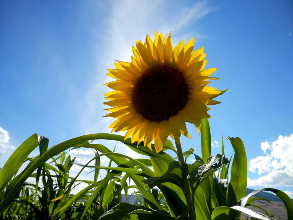 Cover Crops RO 19-XL