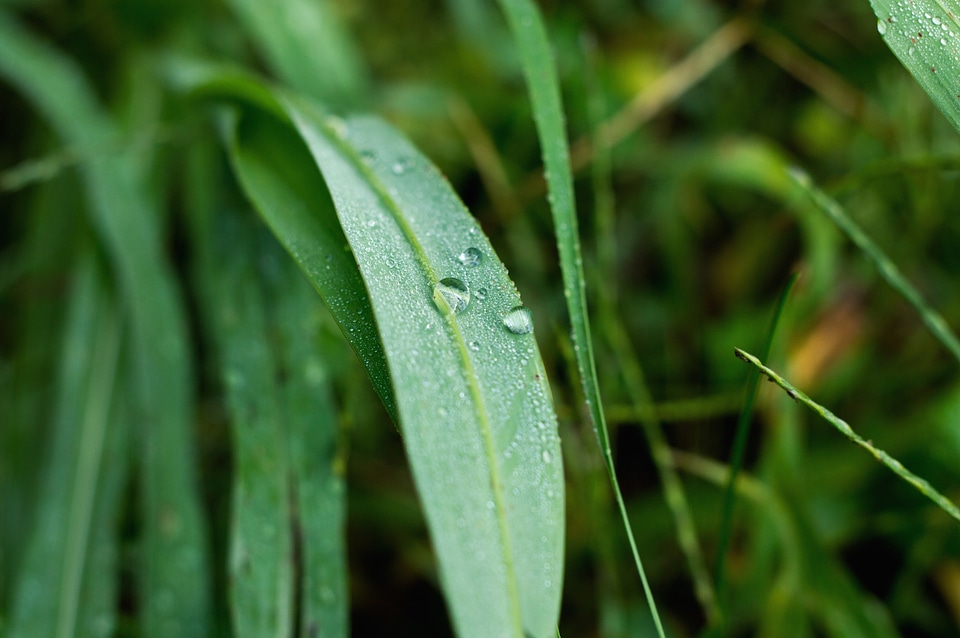Drops green flora