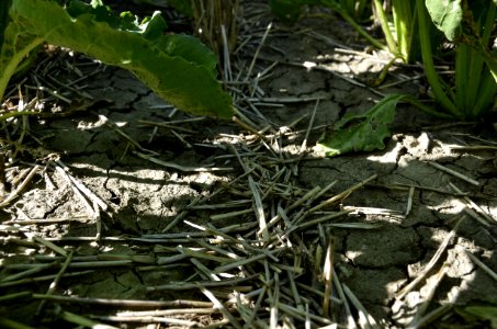 conservationtillage126