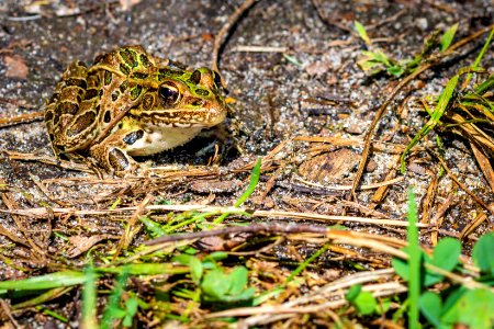 Leopard Frog