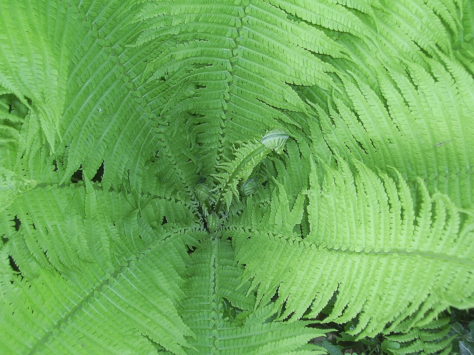 Leaf fern fern plant leaf