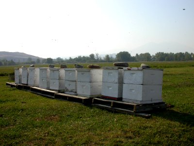 Pollinators17.tif