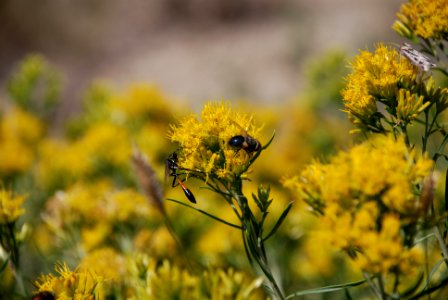 Pollinators0022 photo