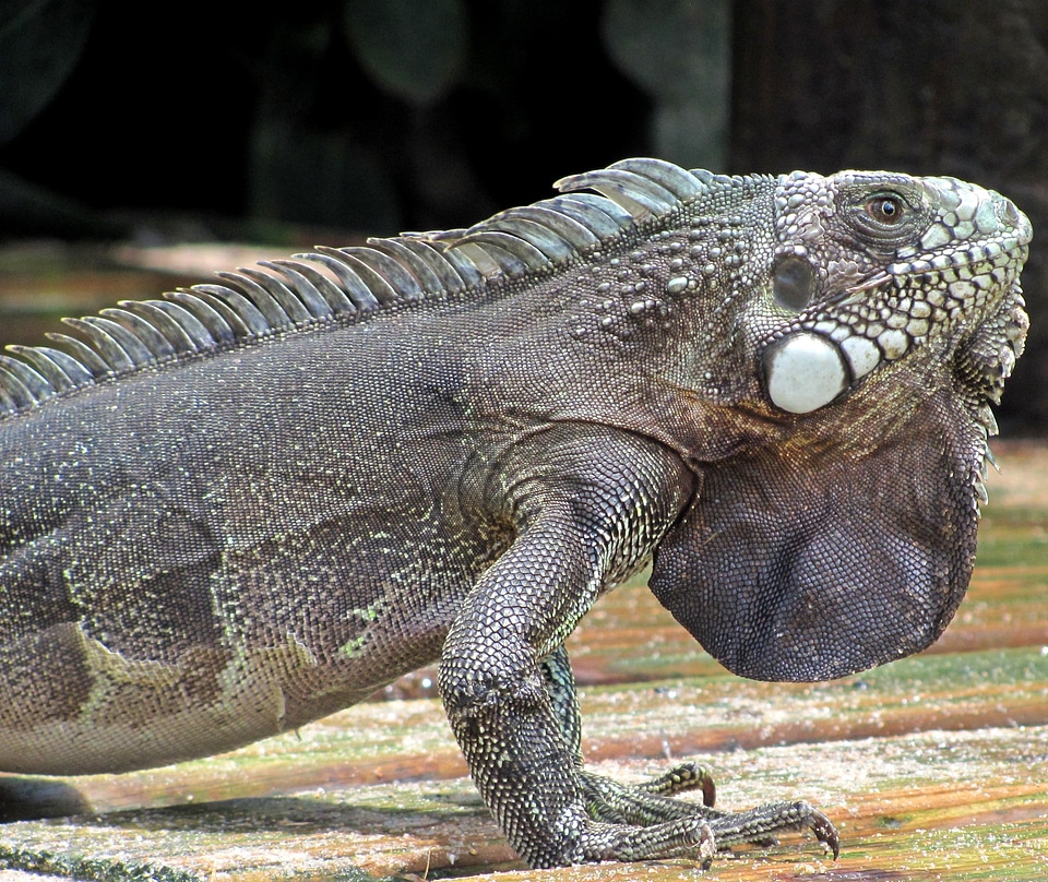 Reptile nature animal world