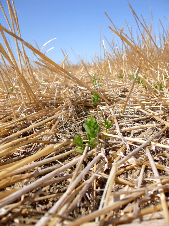 Crop Residue Management EVO01.jpg