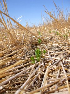 Crop Residue Management EVO01.jpg