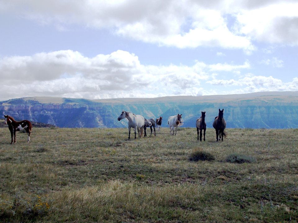 Livestock EVO01.jpg