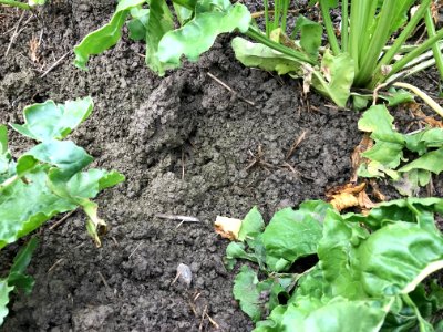 conservationtillage167