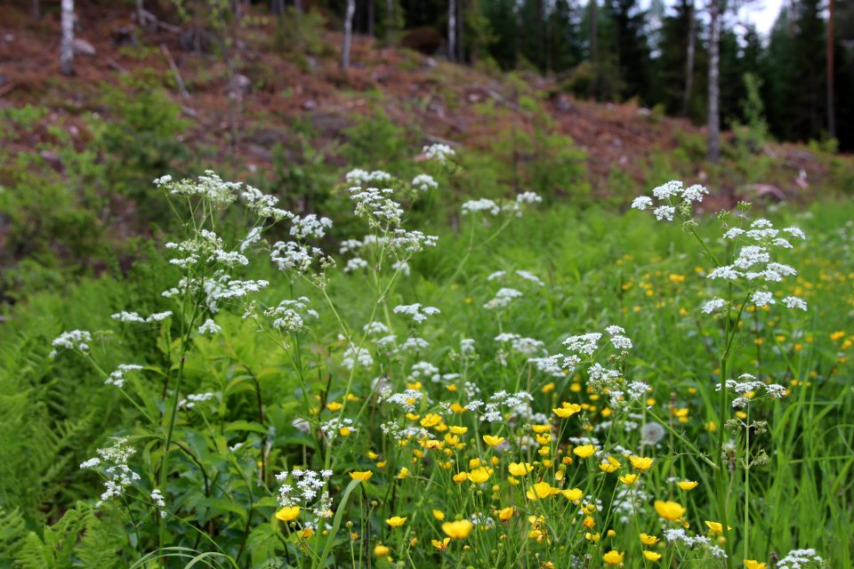 Lamminmaa, Janakkala