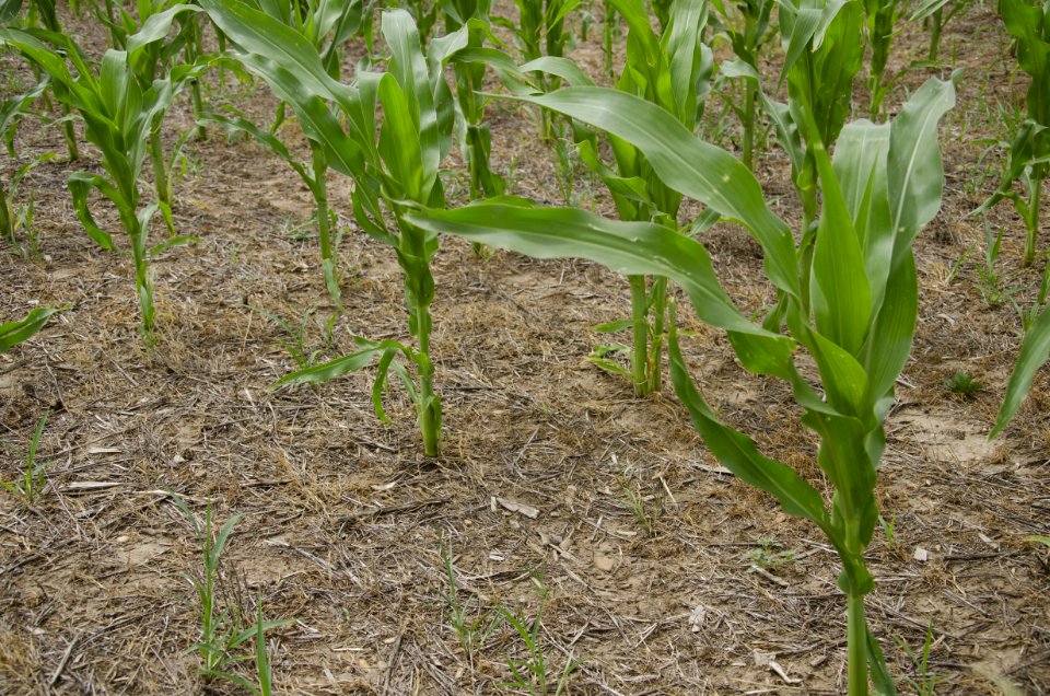 Crop Residue Management NR 22