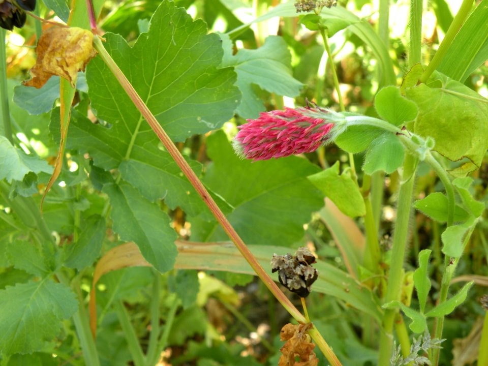plants92