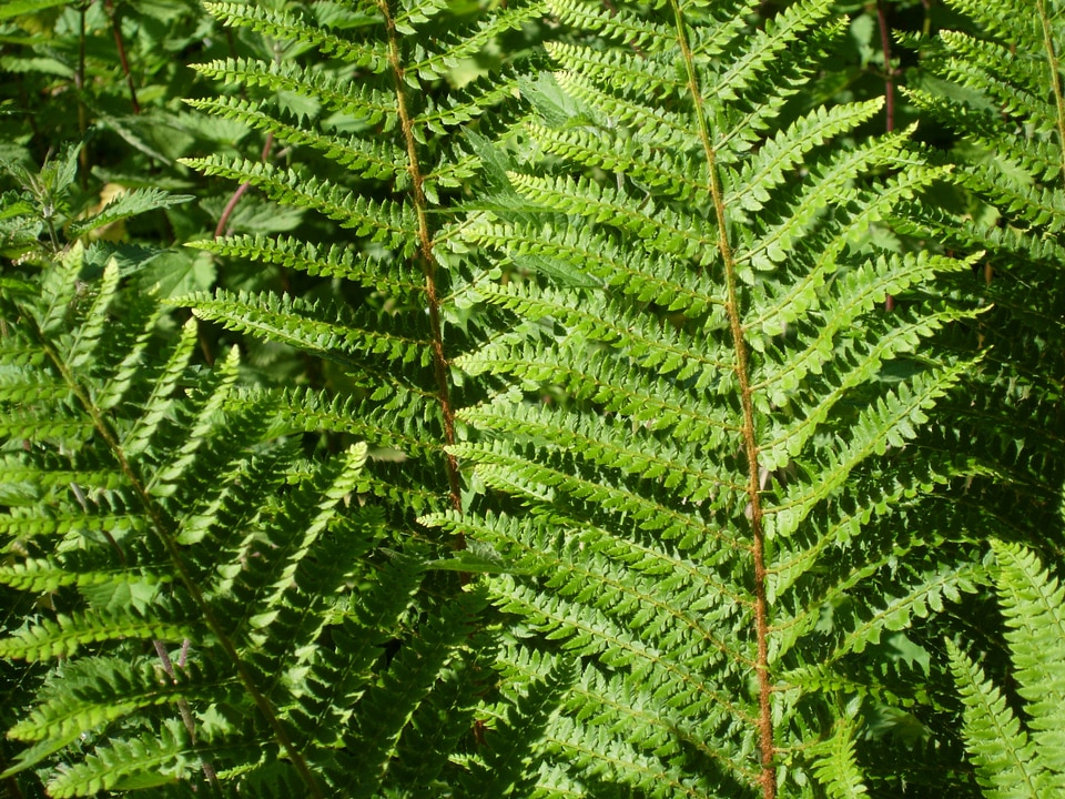 Green nature leaves