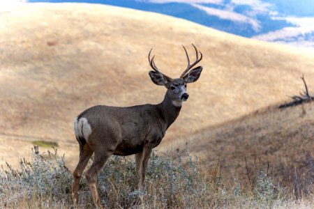 mule-deer-at-bison-national-range 45136531072 o