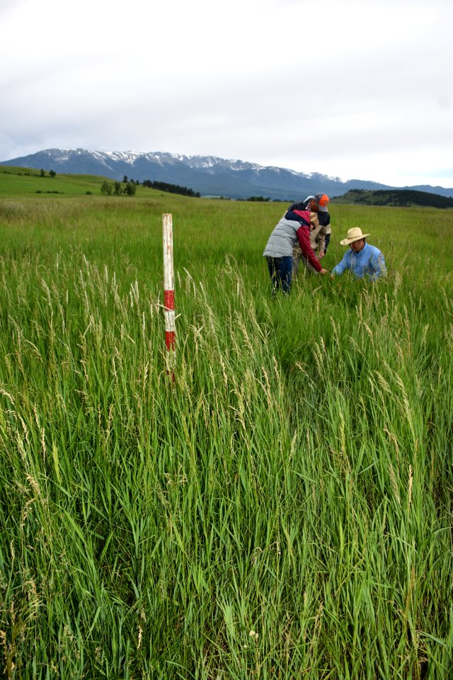 pasture31