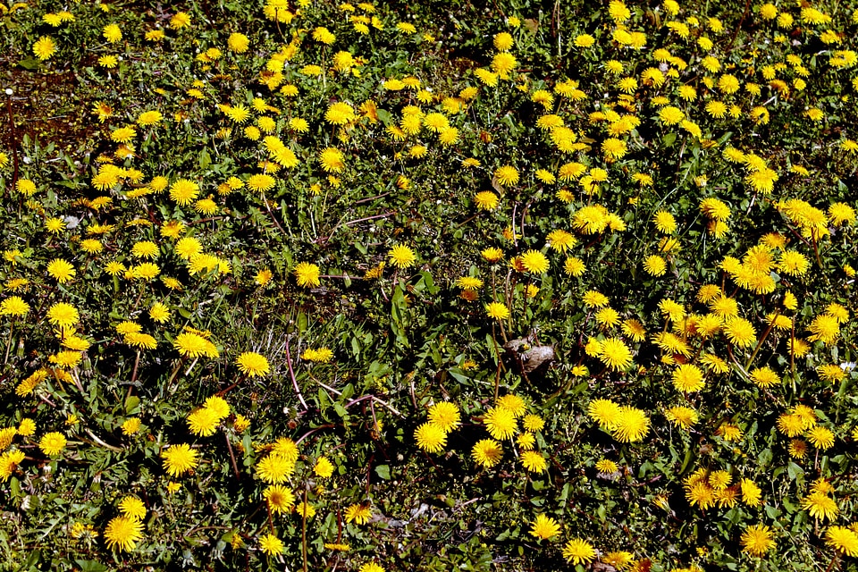 Plant petals yellow