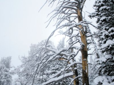 Snow001