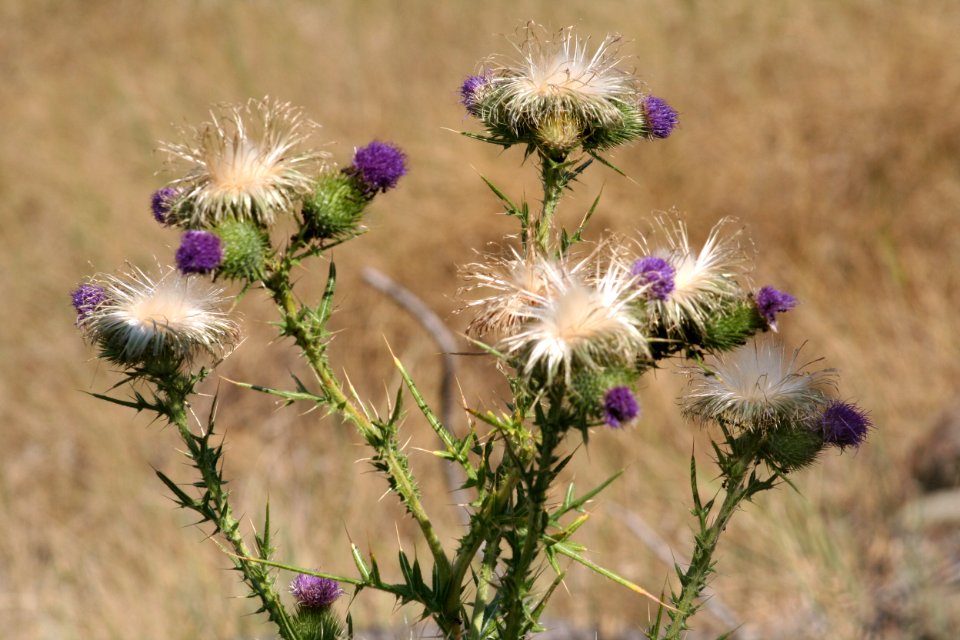 Plants OB 337