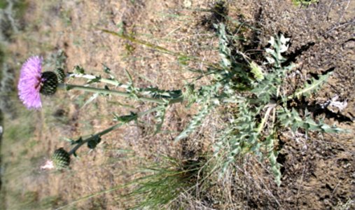 Plants OB 334