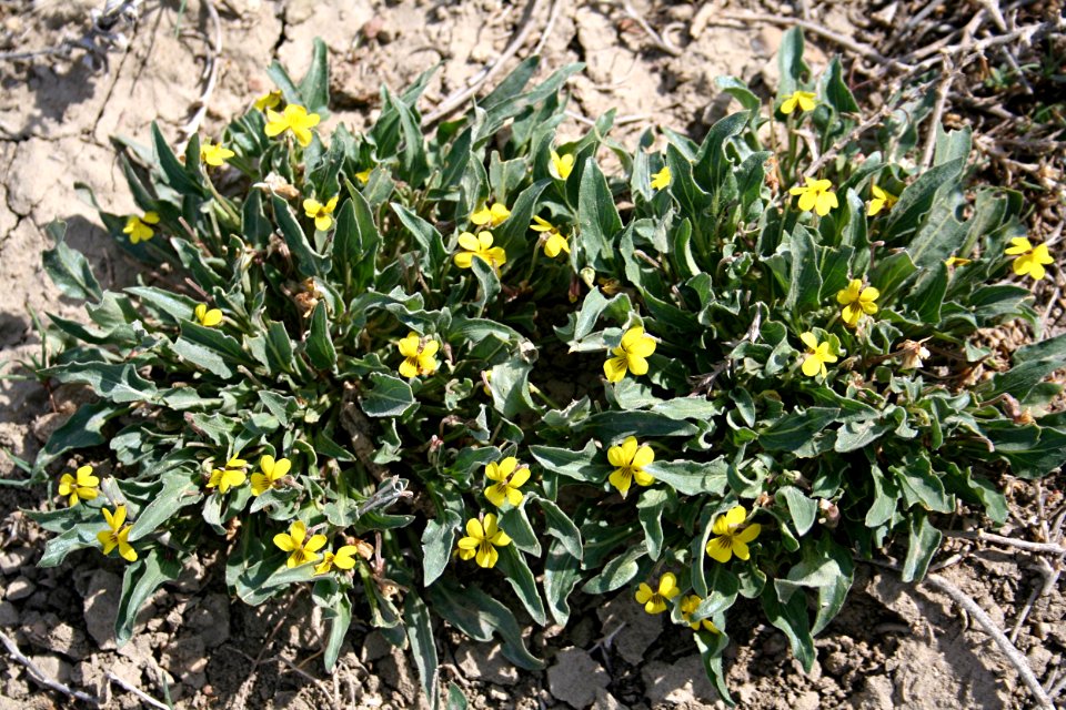 Plants OB 987