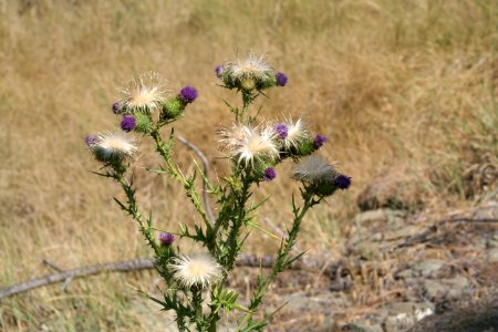 Plants OB 335