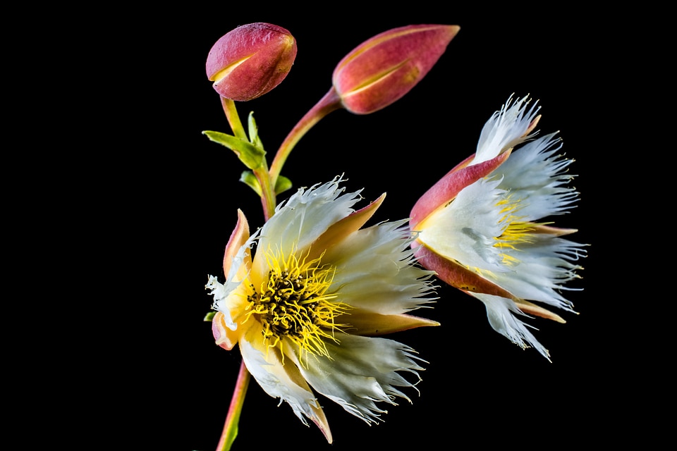 Bloom white flowering twig