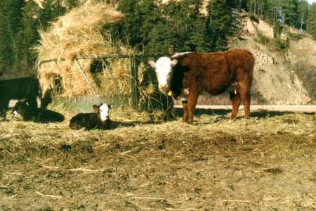 Livestock76.tif