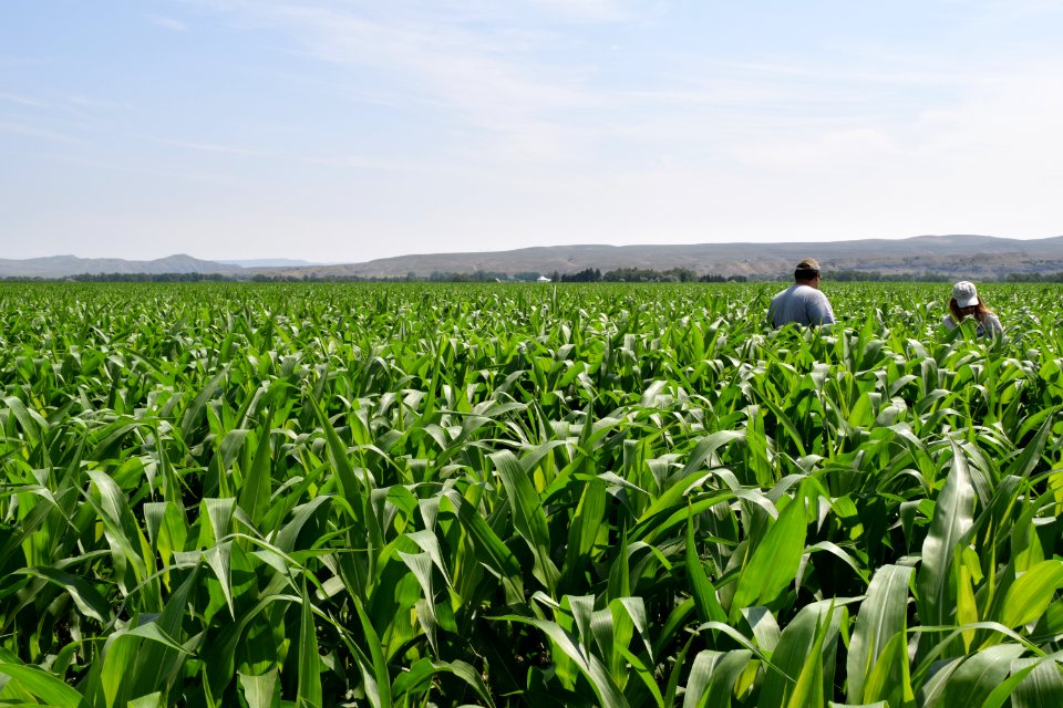 crops140