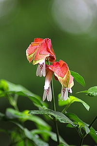 Blossom garden fresh