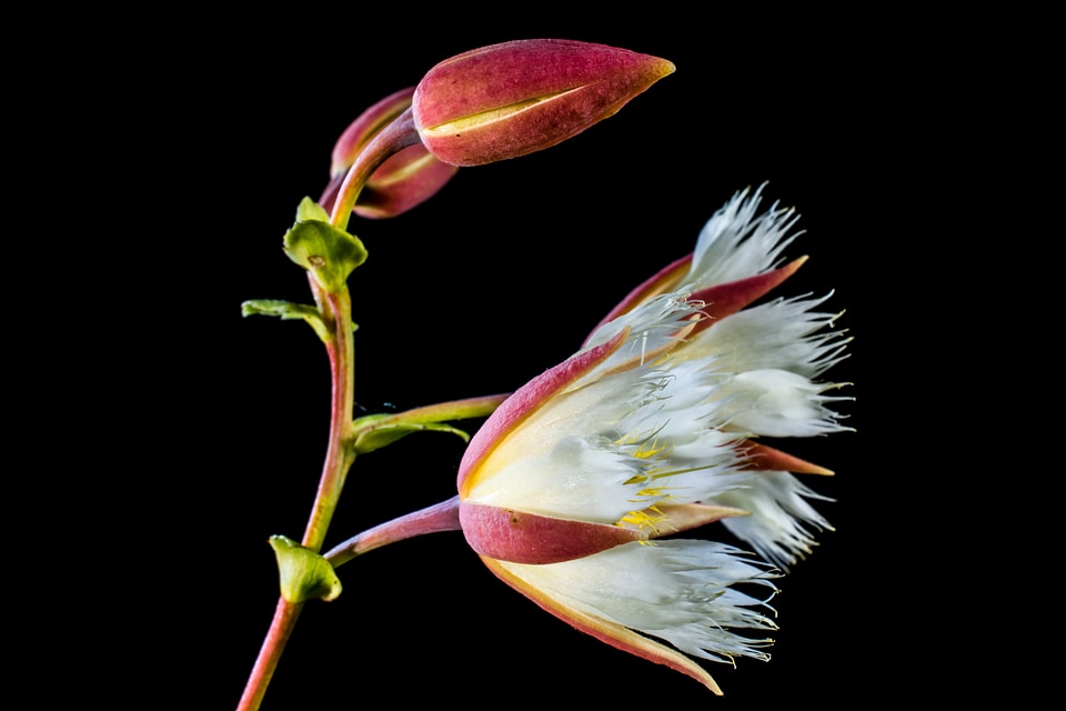 Bloom white flowering twig