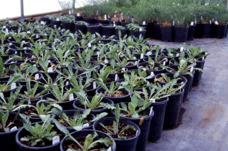 Plants17.tif