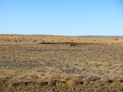 Rangeland157
