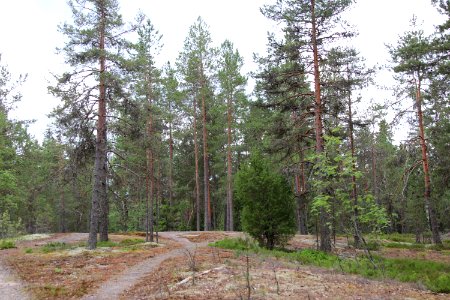 Lamminmaa, Janakkala