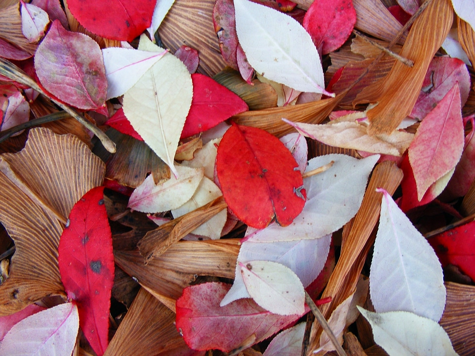 Fall autumn colorful photo