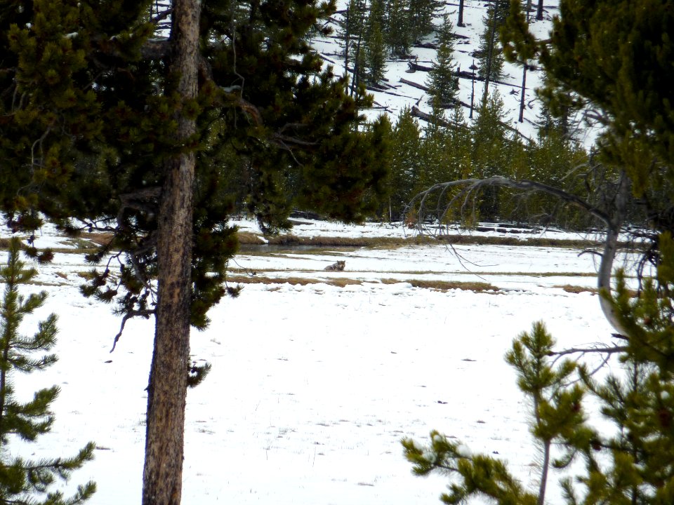 Wildlife125