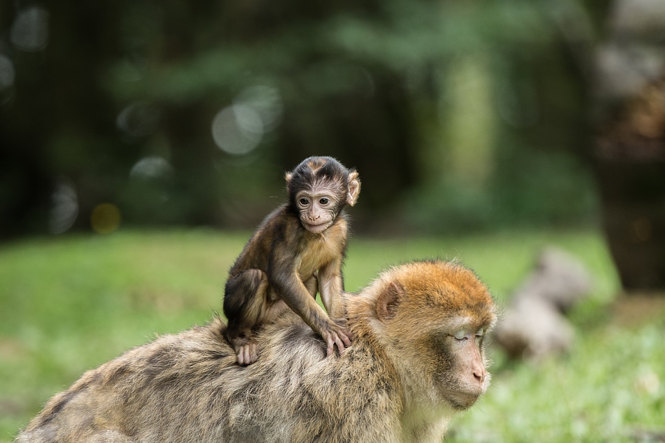 �?ffchen nature animal world