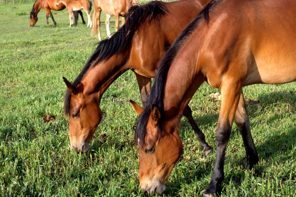Livestock05.tif