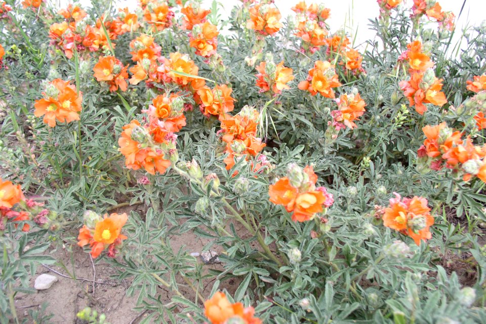 Flowers36.tif