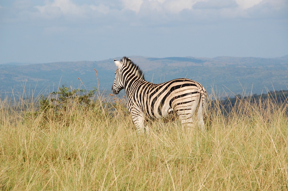 Wildlife animals zebra