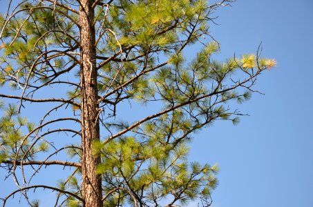 Trees92