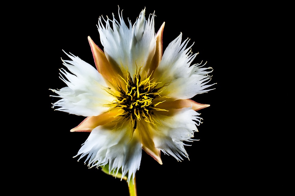 Bloom white flowering twig