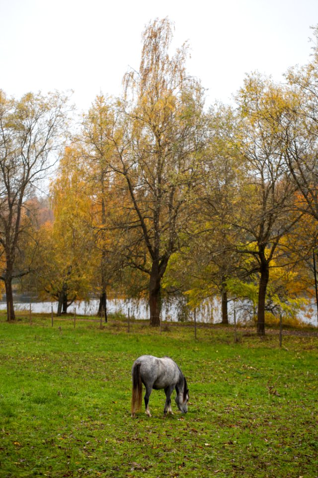 Aulangon Ratsastuskoulu. Aulanko, Hämeenlinna, Finland.