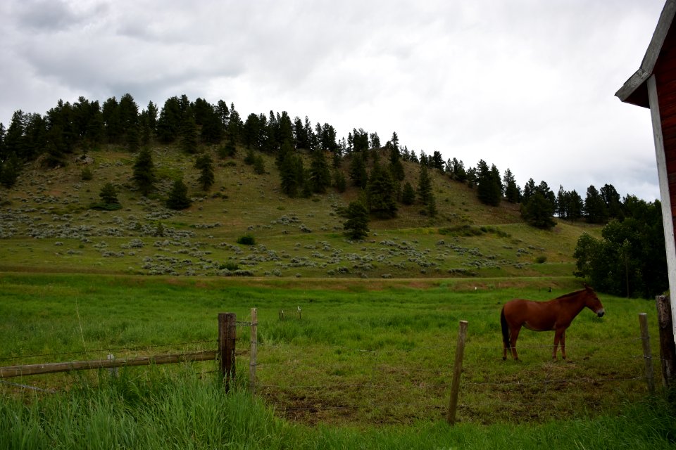 livestock127