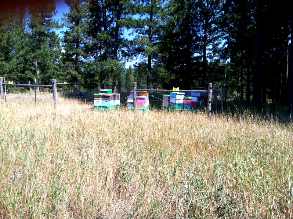 Montana beehives, August 2012.