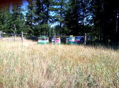 Montana beehives, August 2012.