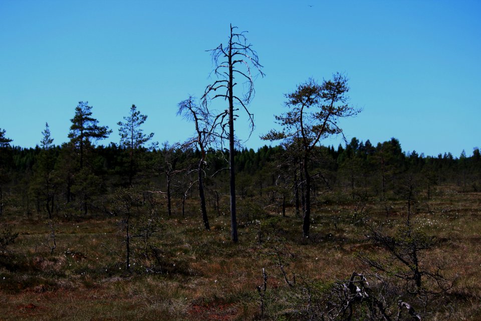 Torronsuon kansallispuisto, Hämeen Härkätie, Finland