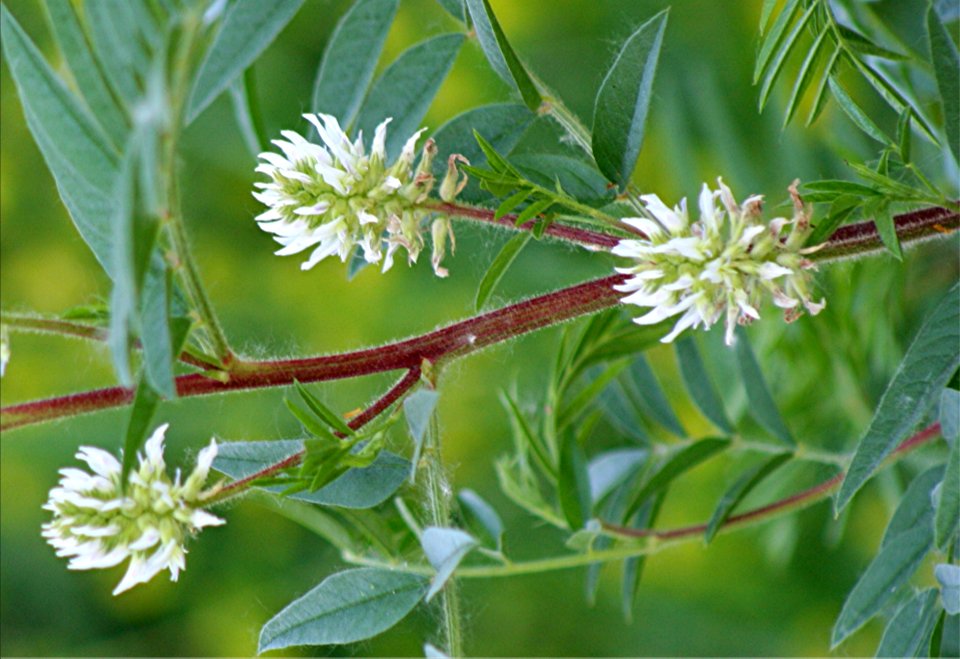 Plants OB 555